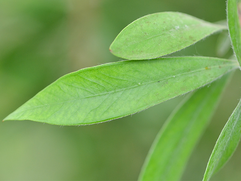 Callistemon citrinus, leaf.